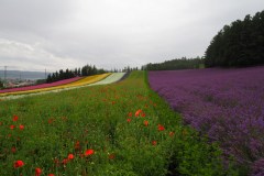 Furano - Farm Tomita