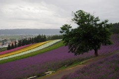 Furano - Farm Tomita