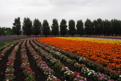 Furano - Farm Tomita