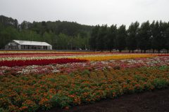 Furano - Farm Tomita