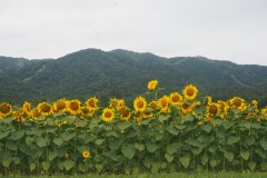 Furano