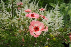 Furano - Kaze no garden