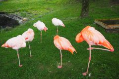 Asahikawa - Zoo d'Asahiyama