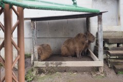 Asahikawa - Zoo d'Asahiyama