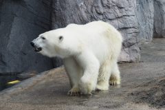 Asahikawa - Zoo d'Asahiyama