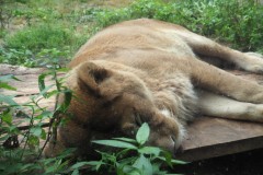 Asahikawa - Zoo d'Asahiyama