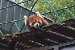 Asahikawa - Zoo d'Asahiyama