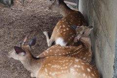 Asahikawa - Zoo d'Asahiyama