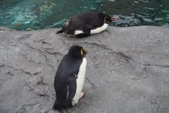 Asahikawa - Zoo d'Asahiyama