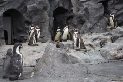 Asahikawa - Zoo d'Asahiyama