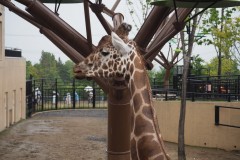 Asahikawa - Zoo d'Asahiyama