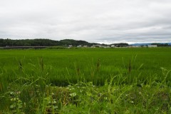Asahikawa
