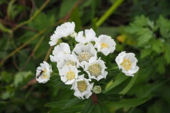 Fleur de Rebun