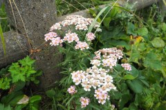 Fleur de Rebun