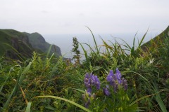 Fleur de Rebun