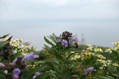 Fleurs de Rebun