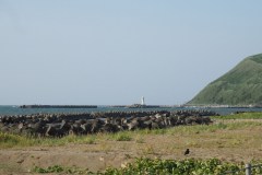 Cap Soya