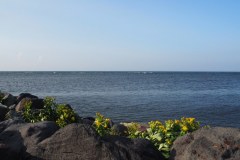 Cap Soya