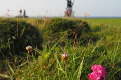 Cap Soya