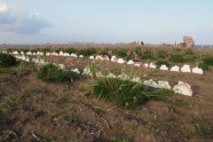 Cap Soya