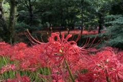 Kinchakuda - Lycoris