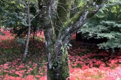 Kinchakuda - Lycoris