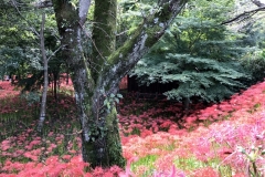 Kinchakuda - Lycoris