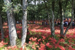 Kinchakuda - Lycoris