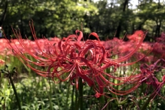 Kinchakuda - Lycoris