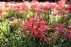 Kinchakuda - Lycoris