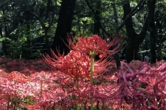 Kinchakuda - Lycoris