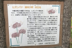 Kinchakuda - Lycoris