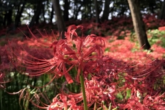 Kinchakuda - Lycoris
