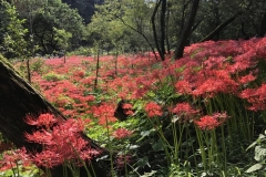 Kinchakuda - Lycoris