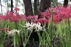 Kinchakuda - Lycoris