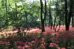 Kinchakuda - Lycoris