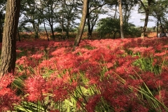 Kinchakuda - Lycoris