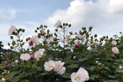 Kinchakuda - Hibiscus versicolor
