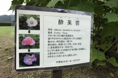Kinchakuda - Hibiscus versicolor