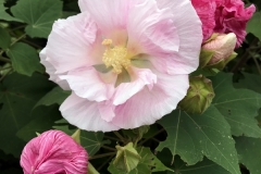 Kinchakuda - Hibiscus versicolor