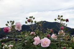 Kinchakuda - Hibiscus versicolor