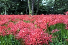 Kinchakuda - Lycoris