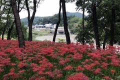 Kinchakuda - Lycoris