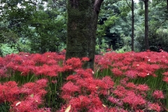 Kinchakuda - Lycoris