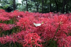 Kinchakuda - Lycoris