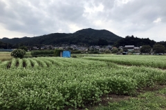 Kinchakuda