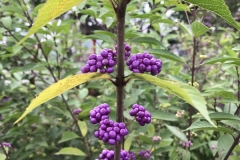 Kinchakuda - Murasaki Shikibu