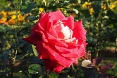 Kyu Furukawa Teien - Rose