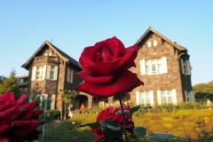 Kyu Furukawa Teien - Rose