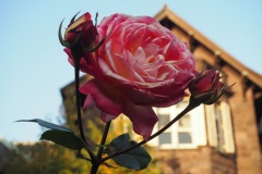 Kyu Furukawa Teien - Rose